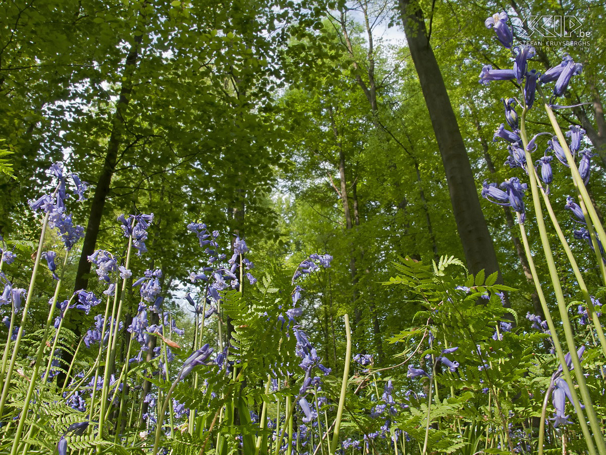 Hallerbos Foto's van het Hallerbos met zijn tapijt van blauwe boshyacinten (Hyacinthoides non-scripta) die het bos bedekken gedurende enkele weken in de lente. Stefan Cruysberghs